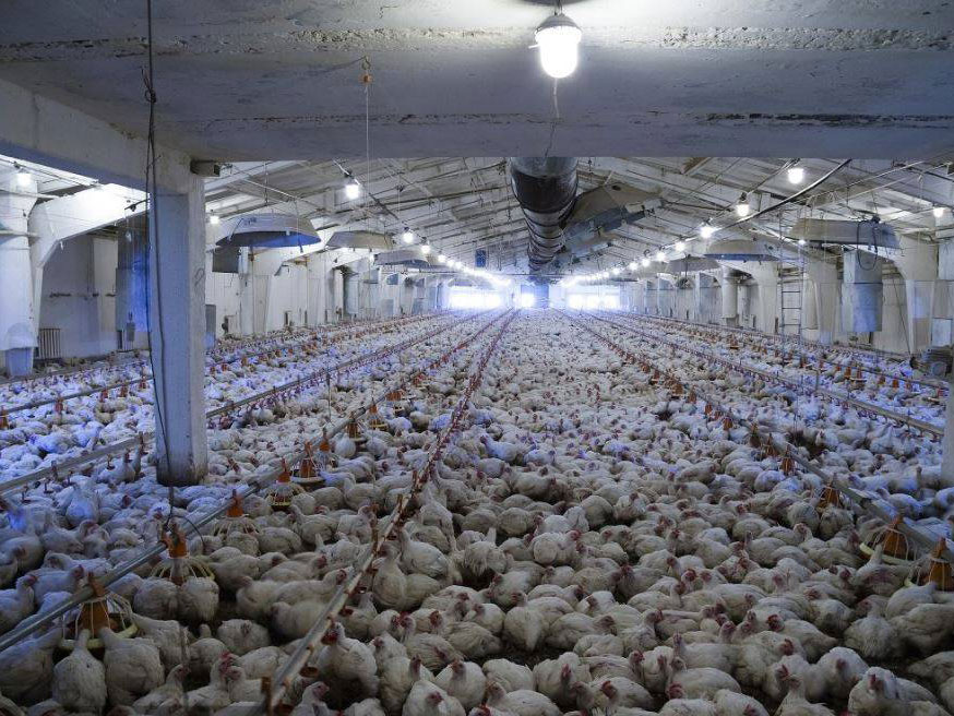 养殖场环境检测系统解决方案